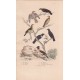 Gravure d'Oiseaux, Pl 20 - 1 La Draine - 2 La Litorne - 3 Le Mauvis - 4 Le Moqueur - 5 Le Merle noir - 6 Le Merle ... ...