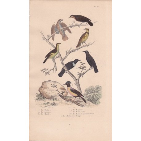 Gravure d'Oiseaux, Pl 20 - 1 La Draine - 2 La Litorne - 3 Le Mauvis - 4 Le Moqueur - 5 Le Merle noir - 6 Le Merle ... ...