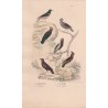 Gravure d'Oiseaux, Pl 21 - 1 Le Merle rose - 2 Le Merle bleu - 3 Le Mainate - 4 Le Goulain - 5 Le Martin - 6 Le Jaseur