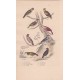 Gravure d'Oiseaux, Pl 22 - 1 Le Gros bec - 2 Le Bec croisé - 3 Le Cardinal huppé - 4 Le Grivelain - 5 Le Moineau - ...