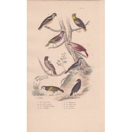 Gravure d'Oiseaux, Pl 22 - 1 Le Gros bec - 2 Le Bec croisé - 3 Le Cardinal huppé - 4 Le Grivelain - 5 Le Moineau - ...