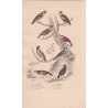 Gravure d'Oiseaux, Pl 22 - 1 Le Gros bec - 2 Le Bec croisé - 3 Le Cardinal huppé - 4 Le Grivelain - 5 Le Moineau - ...