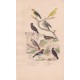 Gravure d'Oiseaux, Pl 23 - 1 Le Serin de Provence - 2 Le Serin des Canaries - 3 Le Tarin - 4 Le bengali piqueté -  ...