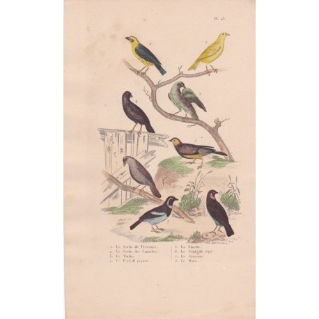 Gravure d'Oiseaux, Pl 23 - 1 Le Serin de Provence - 2 Le Serin des Canaries - 3 Le Tarin - 4 Le bengali piqueté -  ...