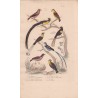 Gravure d'Oiseaux, Pl 24 - 1 Le Pinson - 2 Le Pinson des Ardennes - 3 La Veuve à collier d'or - 4  ...