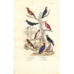 Gravure d'Oiseaux, Pl 25 - 1 Le Chardonneret - 2 Le Grand Tangara - 3 La Houpette - 4 Le Scarlatte - 5 Le Rouge ...