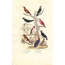 Gravure d'Oiseaux, Pl 25 - 1 Le Chardonneret - 2 Le Grand Tangara - 3 La Houpette - 4 Le Scarlatte - 5 Le Rouge ... ..