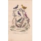 Gravure d'Oiseaux, Pl 27 - 1 Le Tijé - 2 Le Coq de roche - 3 Le Cotinga cordon bleu - 4 Le Cotinga pompadour - 5 L'Avérano ...