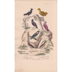 Gravure d'Oiseaux, Pl 27 - 1 Le Tijé - 2 Le Coq de roche - 3 Le Cotinga cordon bleu - 4 Le Cotinga pompadour - 5 L'Avérano ...