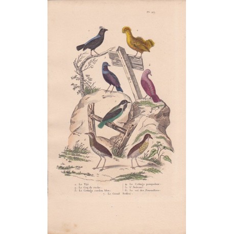 Gravure d'Oiseaux, Pl 27 - 1 Le Tijé - 2 Le Coq de roche - 3 Le Cotinga cordon bleu - 4 Le Cotinga pompadour - 5 L'Avérano ...