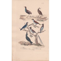 Gravure d'Oiseaux, Pl 28 - 1 L'agami - 2 Le Magoua - 3 Le Gobe-Mouche à collier - 5 Le Savana - 6 Le Moucherolle ...