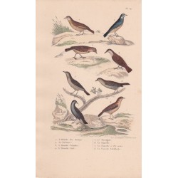 Gravure d'Oiseaux, Pl 29 - 1 L'Alouette des champs - 2 La Farlouse - 3 L'Alouette Calandre - 4 L'Alouette Sirli - 5 Le ...