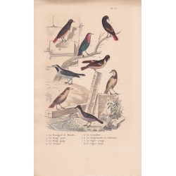 Gravure d'Oiseaux, Pl 30 - 1 Le Rossignol de Muraille - 2 Le Rpuge Queue - 3 Le Rouge Gorge - 4 L'Alouette Sirli - 5 Le ...