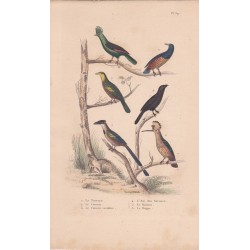 Gravure d'Oiseaux, Pl 39 - 1 Le Touraco - 2 Le Coucou - 3 Le Coucou verdâtre - 4 L'Anis des Savanes- 5 Le Houtou- 6 ..