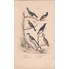 Gravure d'Oiseaux, Pl 39 - 1 Le Touraco - 2 Le Coucou - 3 Le Coucou verdâtre - 4 L'Anis des Savanes- 5 Le Houtou- 6 ..