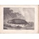Gravure n° 43 - " Loutre de mer " - A Voyage to the Pacific Ocean [Third Voyage]