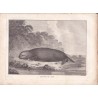 Gravure n° 43 - " Loutre de mer " - A Voyage to the Pacific Ocean [Third Voyage]