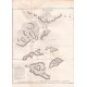 Gravure n° 81 - "Plan du Typa ou de Macao " - A Voyage to the Pacific Ocean [Third Voyage]