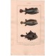 Gravure de Poissons, Pl 23 - 1 L'Ostracion museau allongé - 2 L'Ostracion  moucheté - 3 L'Ostracion dromadaire