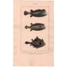 Gravure de Poissons, Pl 23 - 1 L'Ostracion museau allongé - 2 L'Ostracion  moucheté - 3 L'Ostracion dromadaire