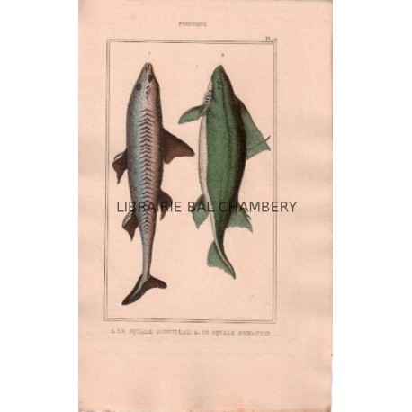 Gravure de Poissons, Pl 14 - 1 Le Squale Aiguillat - Le Squale humantin