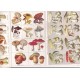 Les champignons