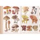 Les champignons