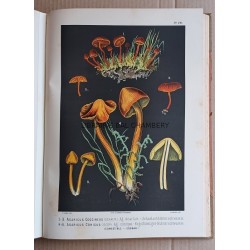 Les champignons comestibles et les espèces vénéneuses avec lesquelles ils pourraient être confondus - Deuxième édition